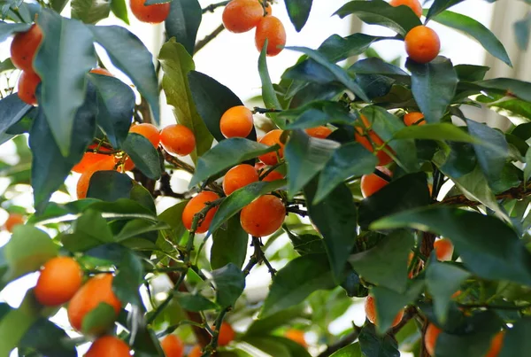 Fruits Orange Hong Kong Kumquat Chine — Photo