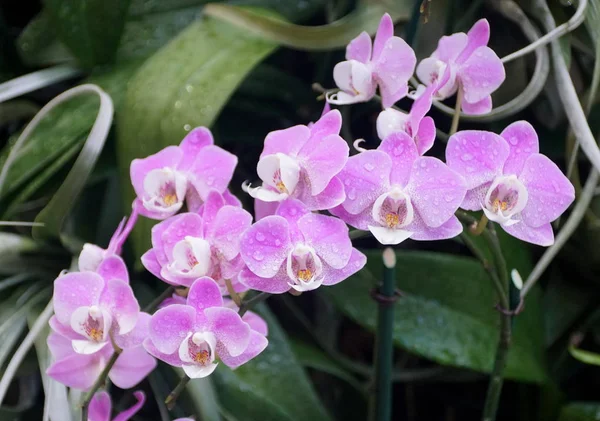 Hermoso Racimo Orquídeas Phalaenopsis Púrpura Blanca Con Gotas Lluvia —  Fotos de Stock