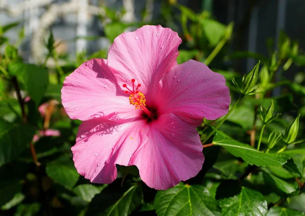 Beautiful pink color of Chinese hibiscus flower