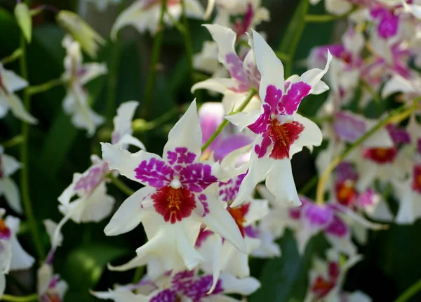 Schöne Weiße Und Rote Schunkeara Big Shot Hilo Sparkle Orchideenblume — Stockfoto