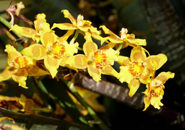 Dendrobium Orkide Çiçeklerinin Güzel Sarı Turuncu Rengi — Stok fotoğraf