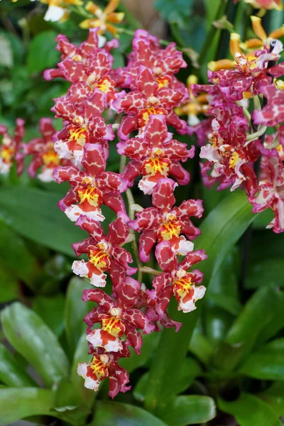 Couleur Pourpre Foncé Blanche Jaune Des Orchidées Hybrides Intergénériques Oncidium — Photo