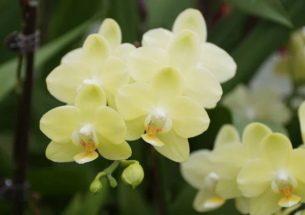 Belle Couleur Jaune Clair Des Orchidées Dendrobium — Photo