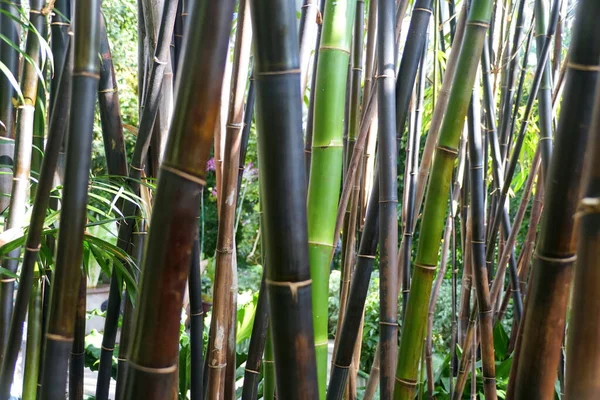 Timor Black Bamboo Una Planta Tropical Indonesia — Foto de Stock