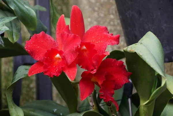 Belle Couleur Rouge Des Orchidées Debbie Cattleya Hazel Boyd — Photo