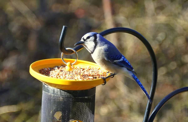 Una Hermosa Mermelada Azul Comiendo Semillas Los Comederos Aves — Foto de Stock