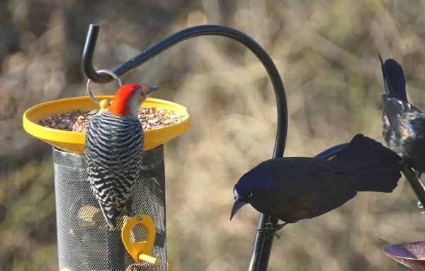 Pájaro Carpintero Vientre Rojo Comiendo Semillas Comedero Aves Junto Grackle — Foto de Stock