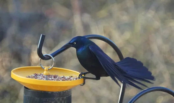 Grackle Común Pájaro Negro Con Plumas Teñidas Azul Comiendo Semillas — Foto de Stock