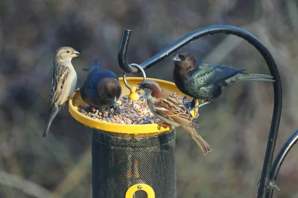 Braunköpfe Und Hausfinken Fressen Samen Vogelfutterhäuschen — Stockfoto