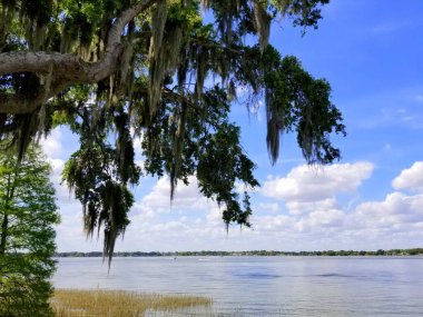 Heritage Park, Winter Haven, Florida, ABD yakınlarındaki göl kenarında yosunlu bir meşe ağacı.