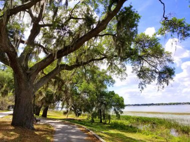 Heritage Park, Winter Haven, Florida, ABD yakınlarındaki göl kenarında yosunlu bir meşe ağacı.
