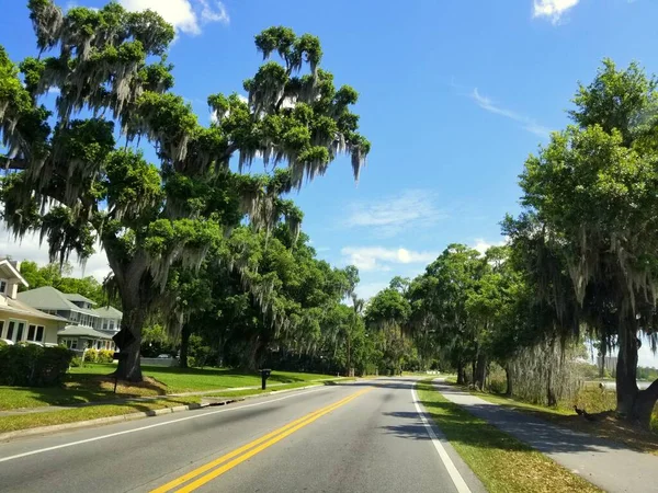 Winter Haven, Florida, ABD yakınlarında meşe ağaçları ve yosunları olan güzel bir yol.