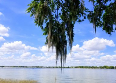 Heritage Park, Winter Haven, Florida, ABD yakınlarındaki göl kenarında yosun sarkıtan bir meşe ağacı.