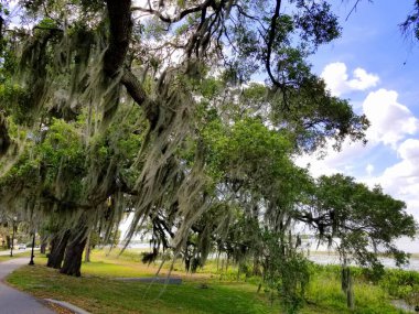 Heritage Park, Winter Haven, Florida, ABD yakınlarındaki göl kenarında yosun sarkıtan bir meşe ağacı.