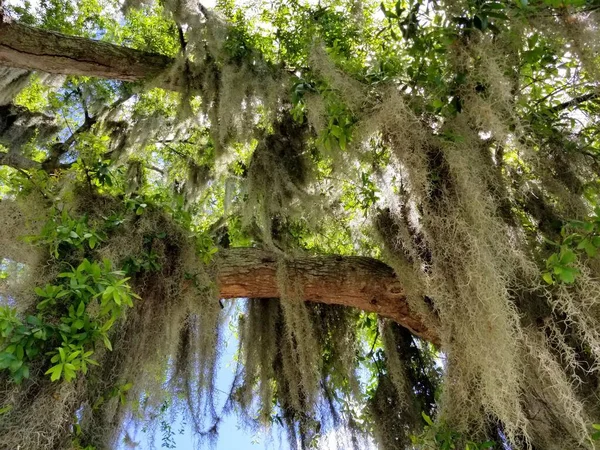 Dub Visícím Mechem Blízkosti Heritage Park Winter Haven Florida Usa — Stock fotografie