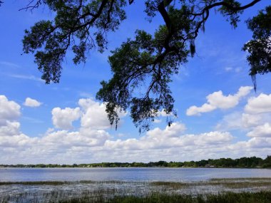 Heritage Park, Winter Haven, Florida, ABD yakınlarındaki göl kenarında yosun sarkıtan bir meşe ağacı.