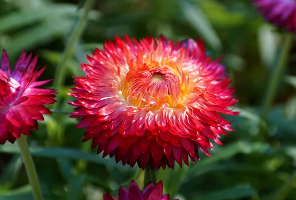 満開の赤いボタン菊の花 — ストック写真