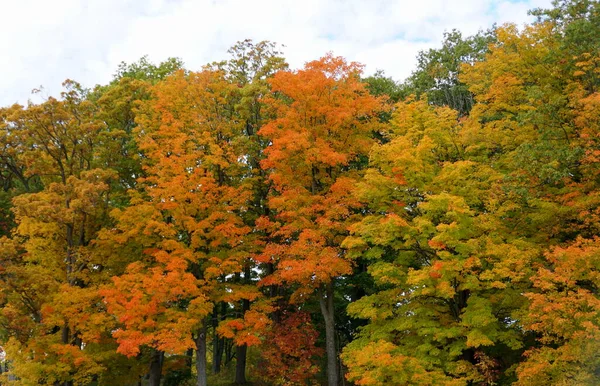 Cores Impressionantes Folhagem Outono Perto Wellesley Island State Park Nova — Fotografia de Stock