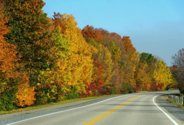 Ivy Lea, Kanada yakınlarındaki yolda düşen yapraklar.