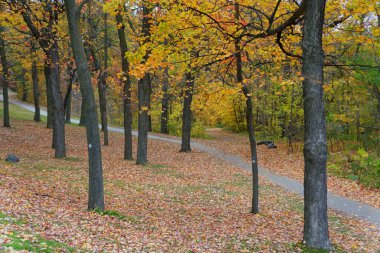 Montreal, Kanada 'daki Royal Dağı yakınlarında çarpıcı bir sonbahar yeşilliği olan yürüyüş yolu manzarası.