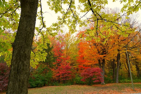 Auffällige Farben Von Herbstlaub Der Nähe Von Mount Royal Montreal — Stockfoto