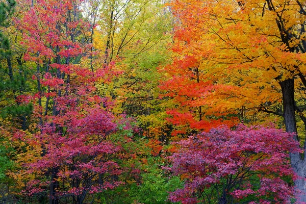 Auffällige Farben Von Herbstlaub Der Nähe Von Mount Royal Montreal — Stockfoto
