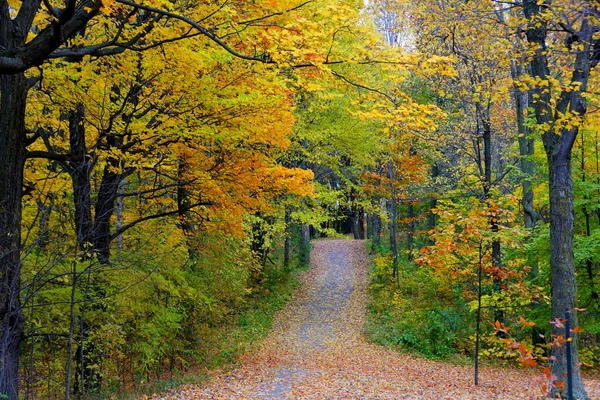 Blick Auf Einen Wanderweg Mit Atemberaubendem Herbstlaub Der Nähe Des — Stockfoto