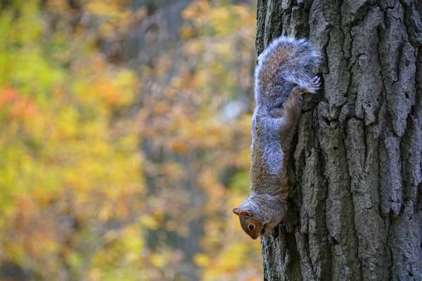 Ein Eichhörnchen Klettert Kopfüber Auf Einen Baum Der Nähe Des — Stockfoto