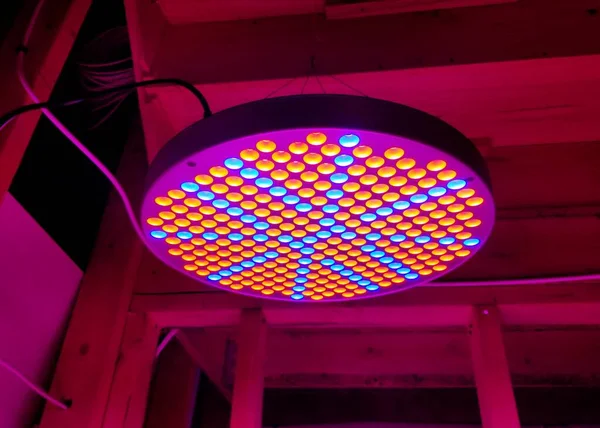 LED grow lights for indoor plants inside the house