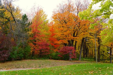 Striking colors of fall foliage near Mount Royal, Montreal, Canada. clipart