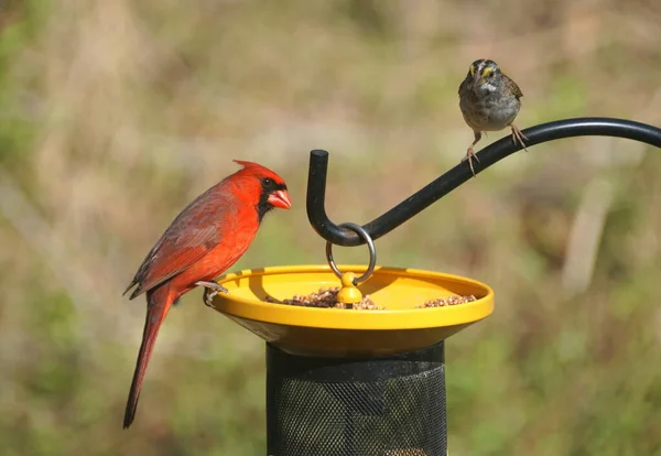 Красный Кардинал Коричневый Домашний Вьюрок Поедают Семена Кормушке Птиц — стоковое фото