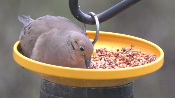 Close American Mourning Dove Eating Seeds Bird Feeder — Stock Video