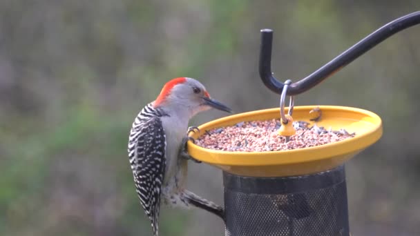 鳥の餌場で種を食べる赤い嘘のキツツキのクローズアップ — ストック動画