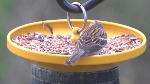 Close Uma Rosa Peito Grosso Comendo Sementes Alimentador Pássaros — Vídeo de Stock