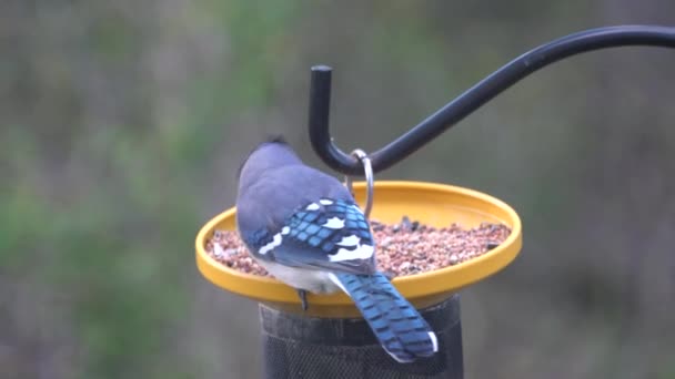 Close Beautiful Blue Jay Eating Seeds Bird Feeder — Stock Video