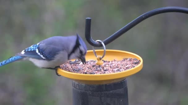 Nahaufnahme Eines Eichelhährers Der Samen Vogelfutterhäuschen Frisst — Stockvideo