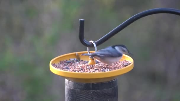 Close Grey Nuthatch Eating Seeds Bird Feeder — Stock Video
