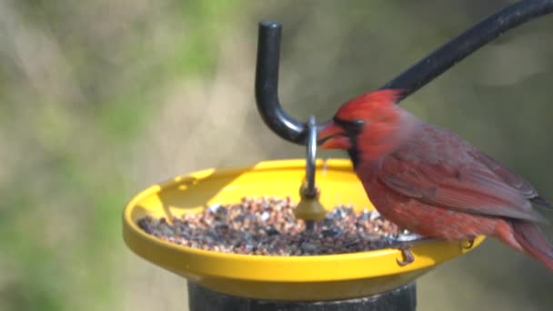 Primer Plano Cardenal Rojo Macho Comiendo Semillas Comedero Aves — Vídeo de stock