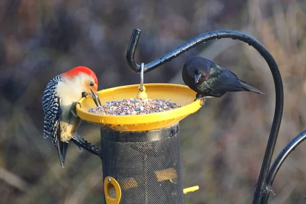 Ein Rotbauchspecht Und Ein Gemeiner Gräser Fressen Samen Vogelfutterhäuschen — Stockfoto