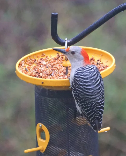 Ein Rotbauchspecht Frisst Samen Vogelfutterhäuschen — Stockfoto