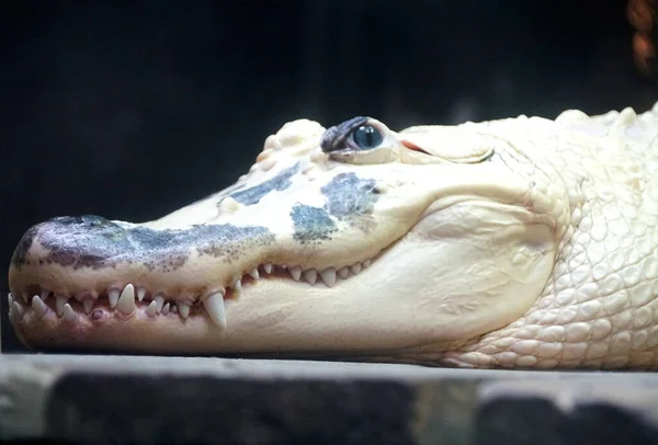 Großaufnahme Eines Weißen Albino Alligators Mit Schwarzen Flecken Gesicht — Stockfoto