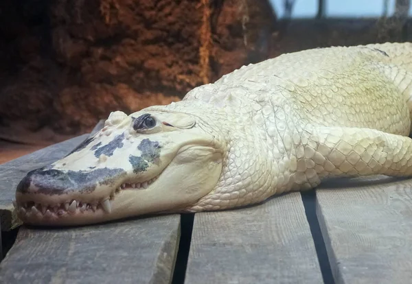 Ein Weißer Albino Alligator Mit Schwarzen Flecken Gesicht — Stockfoto