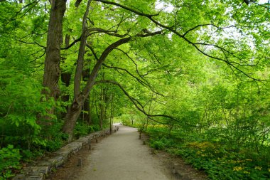 Yeşil ağaçların altındaki güzel yürüyüş yolu.