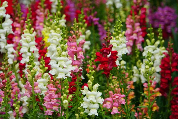 Variétés Colorées Snapdragon Une Fleur Annuelle Verticale — Photo