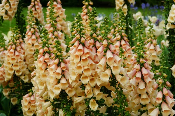 Krásné Dalmatské Broskvové Liščí Rukavice Květiny Kvetoucí Jaře — Stock fotografie