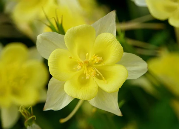 Columbine Golden Spur Kwiat Kwitnący Wiosnę — Zdjęcie stockowe