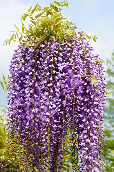 Beautiful Purple Wisteria Flowers Full Bloom — 스톡 사진