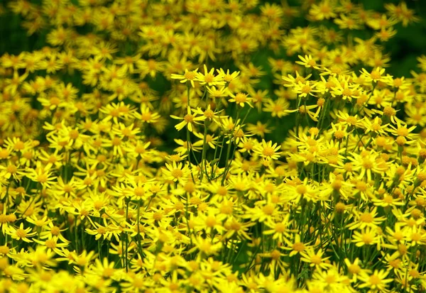 Piękny Karzeł Fothergilla Żółte Małe Kwiaty Kwitnące Wiosnę — Zdjęcie stockowe