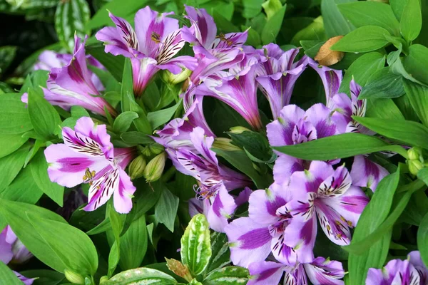 Belles Fleurs Lis Péruvien Violet Clair Pleine Floraison — Photo