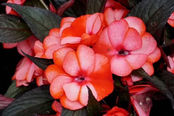 Vackra Blommor Nya Guinea Impatiens Petticoat Red Star — Stockfoto